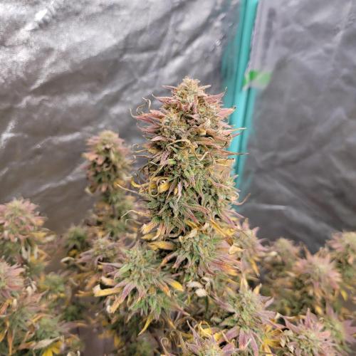 Backup plan.. Week 13