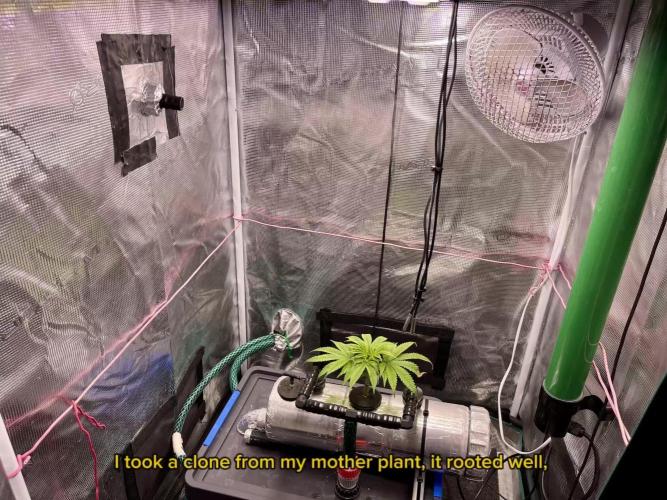 RQS Mother Gorilla Hydro