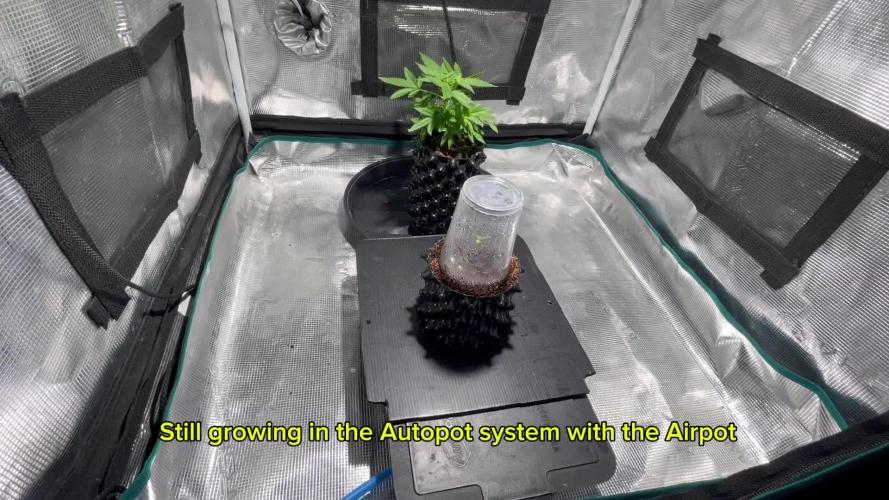Pineapple Upside Down Cake Autopot