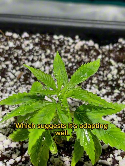 Pineapple Upside Down Cake Autopot