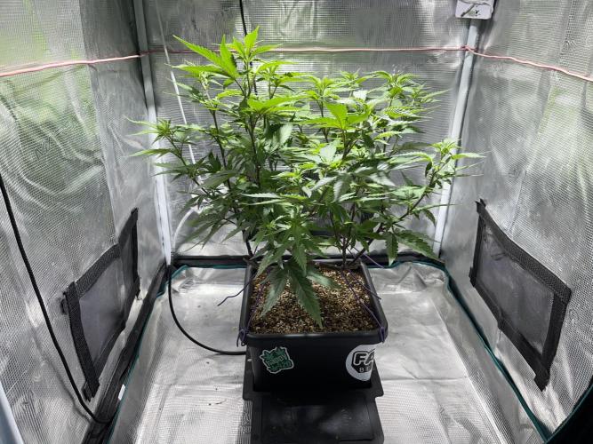 Pineapple Upside Down Cake Autopot. Week 16