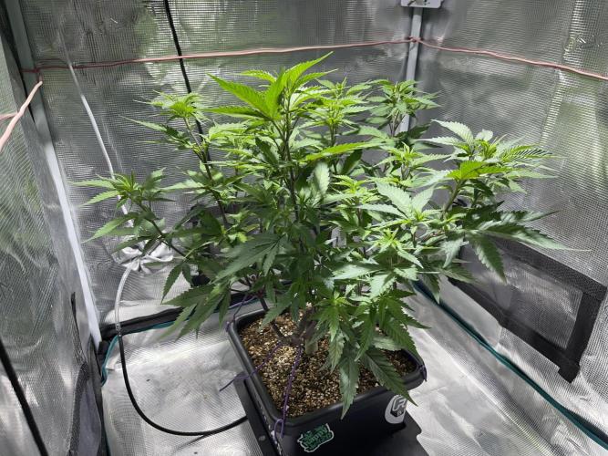 Pineapple Upside Down Cake Autopot. Week 16
