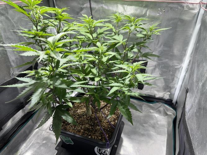 Pineapple Upside Down Cake Autopot. Week 16