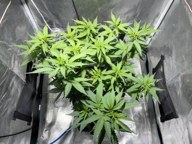 Pineapple Upside Down Cake Autopot. Week 16