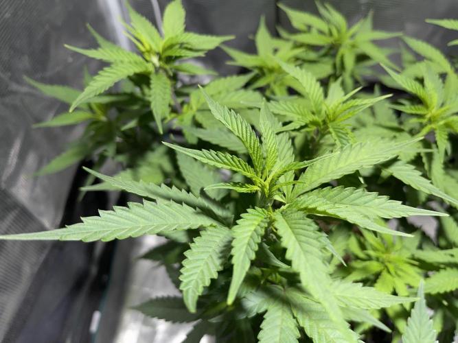 Pineapple Upside Down Cake Autopot. Week 16