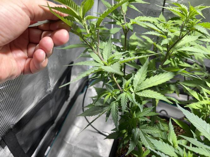 Pineapple Upside Down Cake Autopot. Week 16