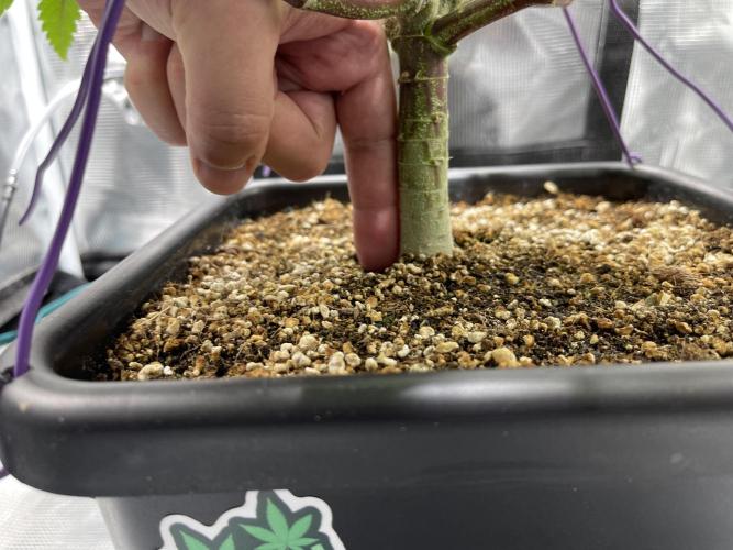 Pineapple Upside Down Cake Autopot. Week 16