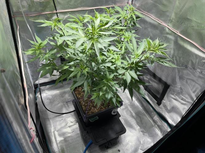 Pineapple Upside Down Cake Autopot. Week 17