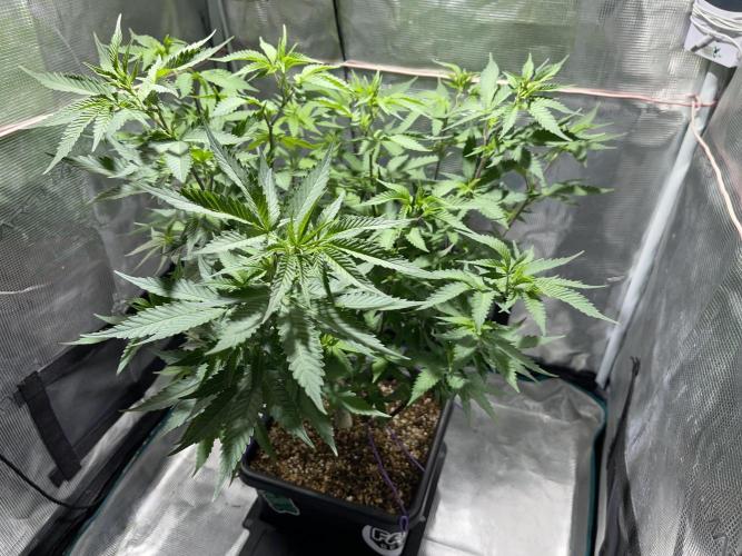 Pineapple Upside Down Cake Autopot. Week 17
