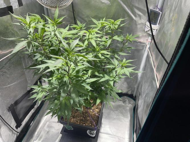 Pineapple Upside Down Cake Autopot. Week 18