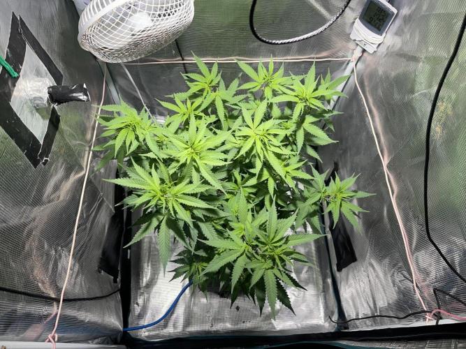 Pineapple Upside Down Cake Autopot. Week 18
