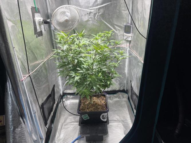 Pineapple Upside Down Cake Autopot. Week 18