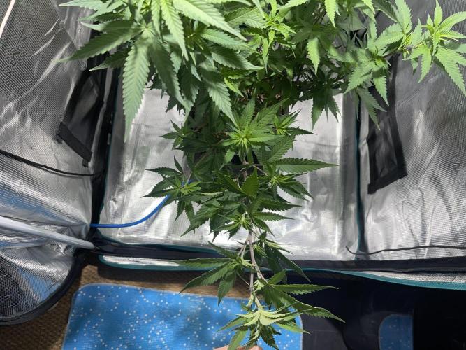 Pineapple Upside Down Cake Autopot. Week 18