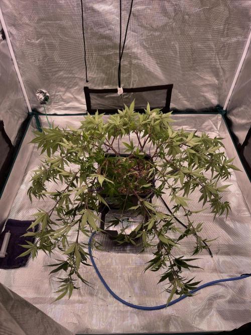 Pineapple Upside Down Cake Autopot. Week 19
