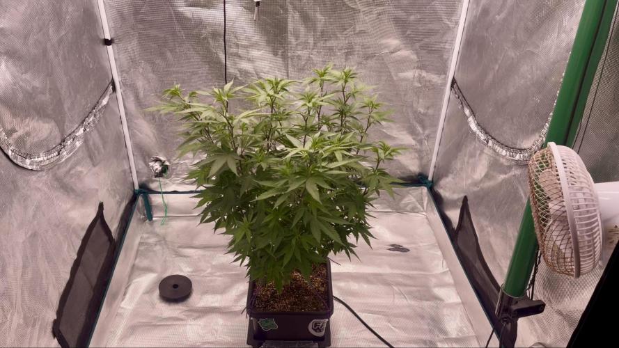 Pineapple Upside Down Cake Autopot. Week 19