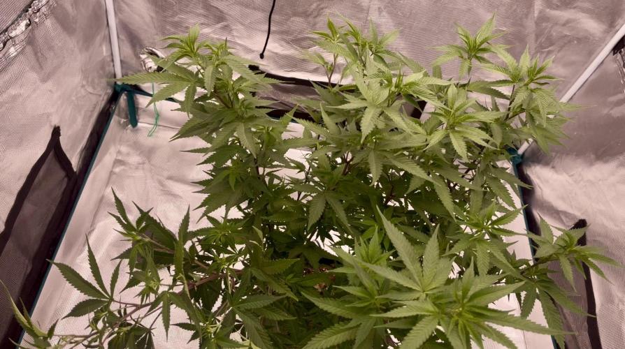 Pineapple Upside Down Cake Autopot. Week 19