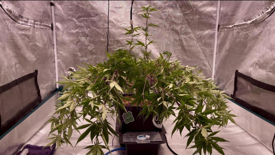Pineapple Upside Down Cake Autopot. Week 19