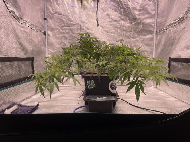 Pineapple Upside Down Cake Autopot. Week 19 - 24h later