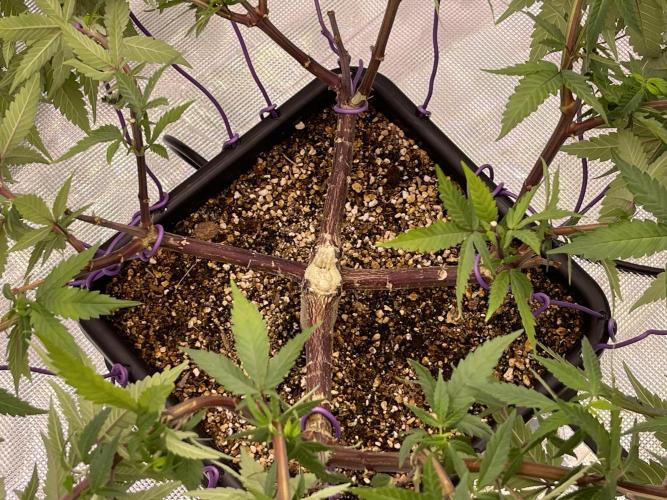 Pineapple Upside Down Cake Autopot. Week 19 - 24h later