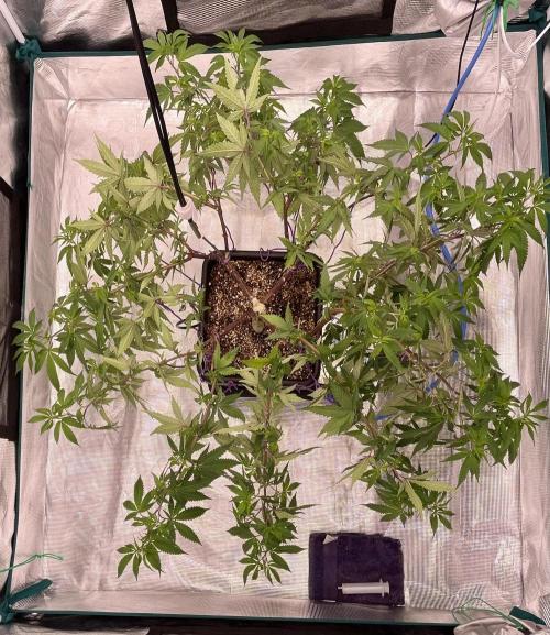 Pineapple Upside Down Cake Autopot. Week 19 - 24h later