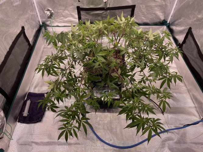 Pineapple Upside Down Cake Autopot. Week 19 - 24h later