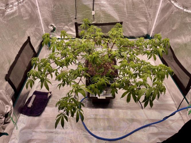 Pineapple Upside Down Cake Autopot. Week 20