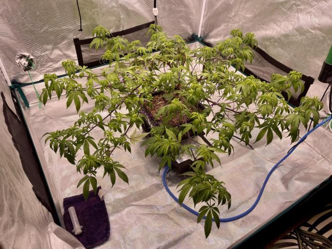 Pineapple Upside Down Cake Autopot. Week 20