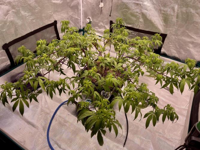 Pineapple Upside Down Cake Autopot. Week 20