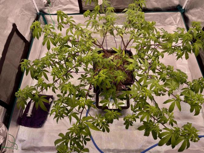 Pineapple Upside Down Cake Autopot. Week 20