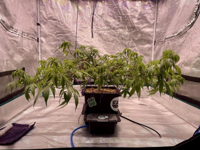 Pineapple Upside Down Cake Autopot. Week 20