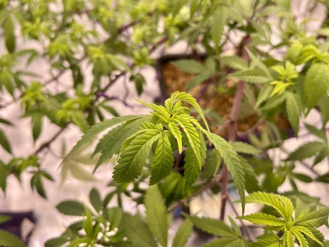 Pineapple Upside Down Cake Autopot. Week 20