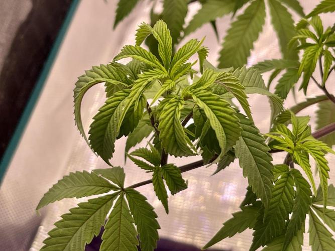 Pineapple Upside Down Cake Autopot. Week 20