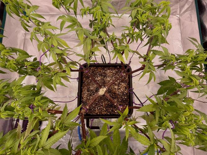 Pineapple Upside Down Cake Autopot. Week 20