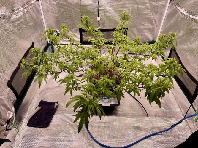 Pineapple Upside Down Cake Autopot. Week 21