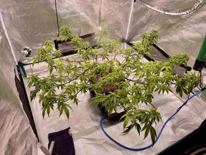 Pineapple Upside Down Cake Autopot. Week 21