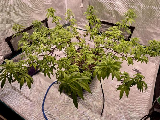 Pineapple Upside Down Cake Autopot. Week 21