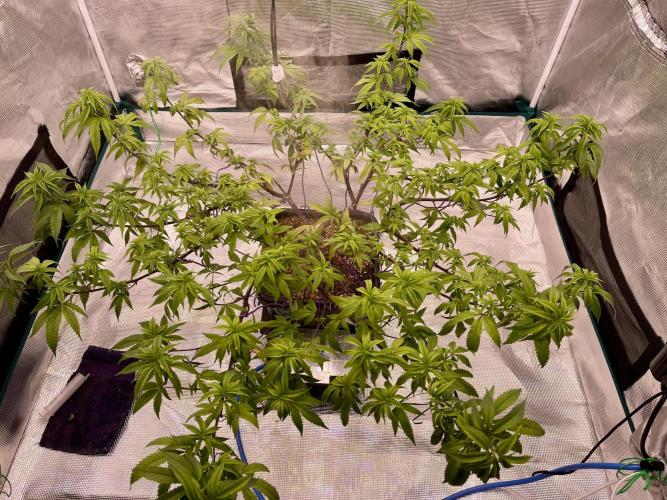 Pineapple Upside Down Cake Autopot. Week 21