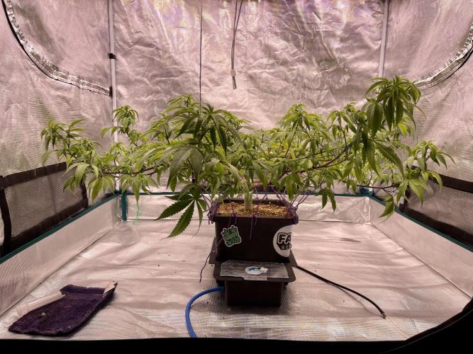 Pineapple Upside Down Cake Autopot. Week 21