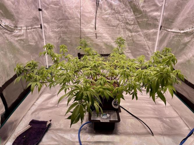 Pineapple Upside Down Cake Autopot. Week 21