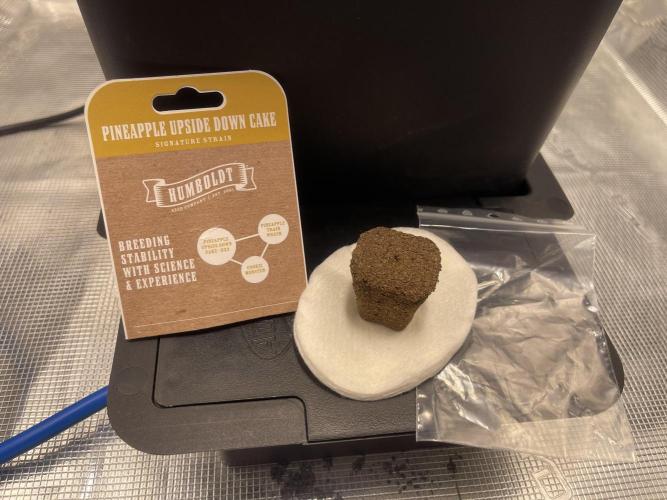 Humboldt Pineapple Round2. Week 0