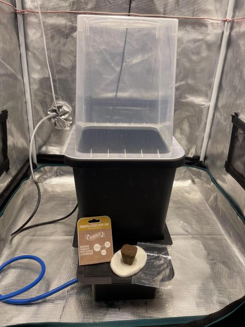 Humboldt Pineapple Round2. Week 0