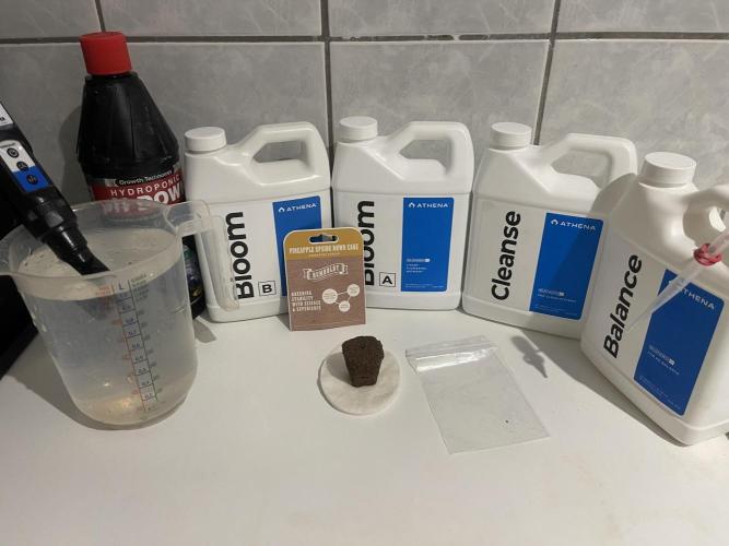 Humboldt Pineapple Round2. Week 0