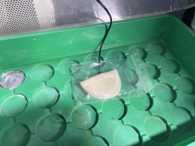 Humboldt Pineapple Round2. Week 0