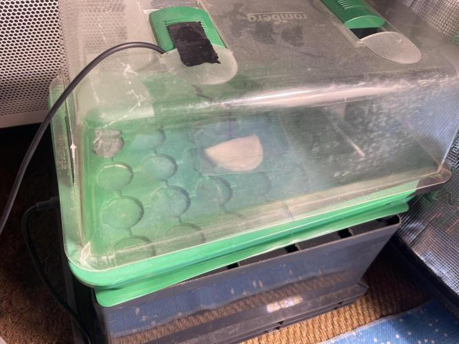 Humboldt Pineapple Round2. Week 0