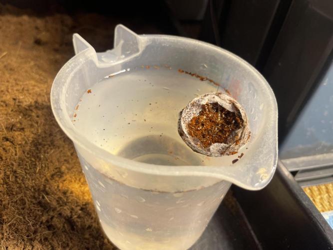 Humboldt Pineapple Round2. Week 0