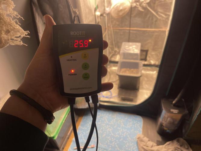 Humboldt Pineapple Round2. Week 0