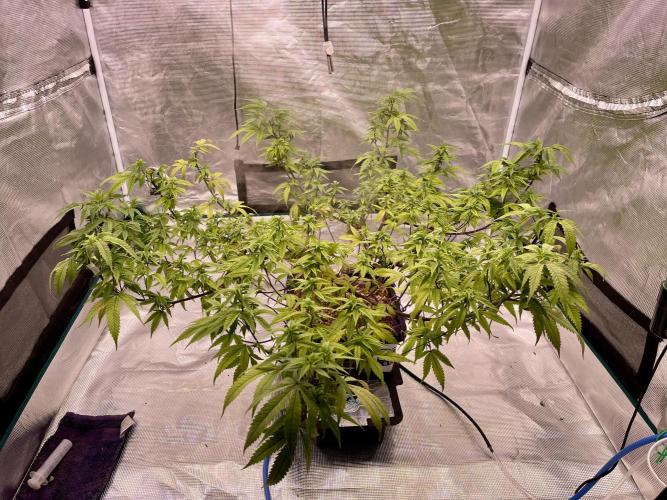 Pineapple Upside Down Cake Autopot. Week 22