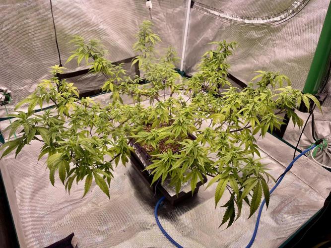 Pineapple Upside Down Cake Autopot. Week 22