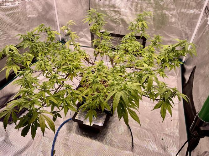 Pineapple Upside Down Cake Autopot. Week 22