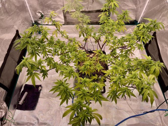 Pineapple Upside Down Cake Autopot. Week 22